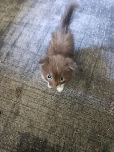 объявления про котят: 2 месяца, Мальчик, Приучена к лотку — 5