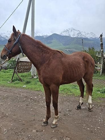 кдц корм для цыплят: Продаю | Жеребец — 2