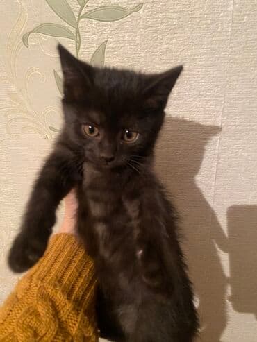 обмен на собак: Мышык бекер берилет: Породасыз, 3 айлык, Ургаачы, Лотокко барууга үйрөтүлгөн — 2