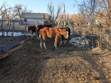разведение сельскохозяйственных животных: Продаю | Жеребец, Жеребенок | Полукровка | Для разведения | Племенные — 5