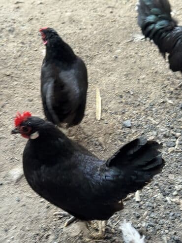 курица оптом: Продаю | Куры, Петух — 5