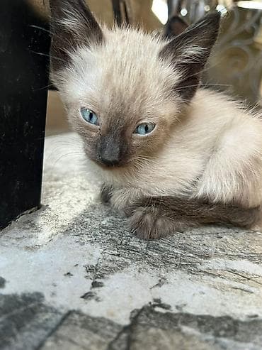 Отдам даром котят 2 месяца