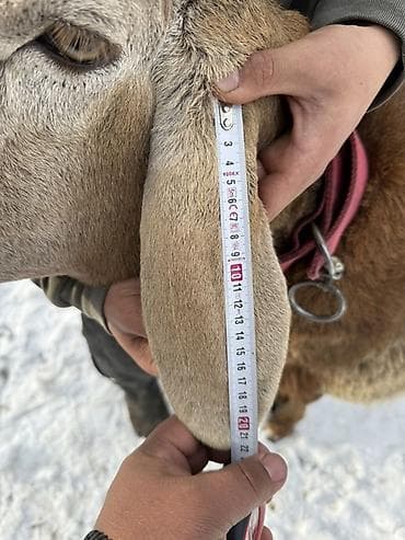 говяжий хвост: Продаю | Баран (самец) | Арашан | Для разведения | Племенные — 4