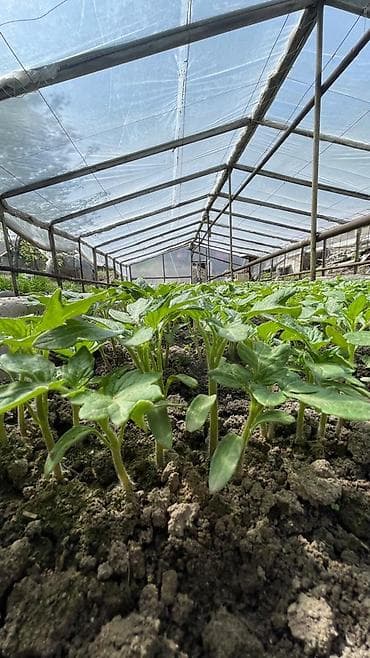 рассада роза: Рассада ! Оптом и розницу! Помидор 🍅 Перец 🌶️ Баклажан 🍆 Огурцы 🥒 — 3