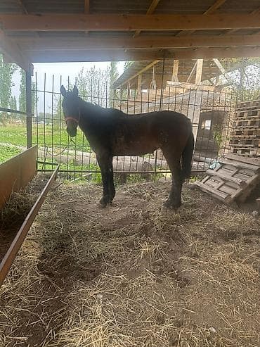 делфин на заказ: Продаю | Кобыла (самка) | На забой, Рабочий — 2