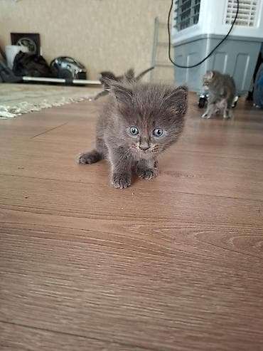 Мышыктар: Отдаем котят в добрые руки малышам 1 месяц — 5
