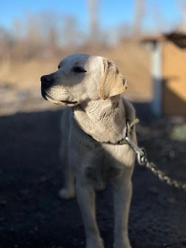лабладор собака: Лабрадор-ретривер, самка, светло-бежевый (палевый) окрас. Крупный — 3