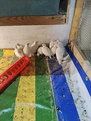 индюки биг 6 купить яйцо: Продаю цыплят белого кеклика — 3