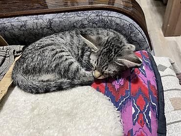 немецкая овчарка черная цена: Котята - Окрас: серо‑тигровые табби (полосатые) и колор‑пойнт с — 2