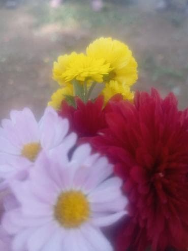 Семена и саженцы: Саженцы садовых роз и хризантем - Розы чайно-гибридные/флорибунда — 4