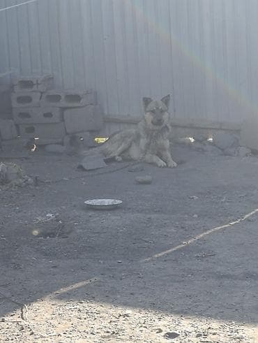 Собака охранного типа (крупная, короткошёрстная, серо‑рыжий окрас с