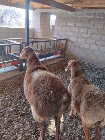 отдам в добрые руки собаку: Продаю | Овца (самка) | Арашан | Для разведения — 5