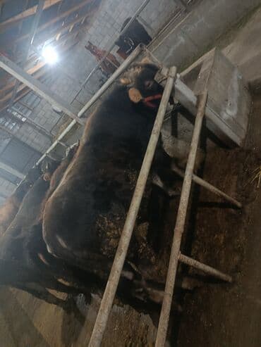 животные птицы: Продаю | Бык (самец) | На откорм | Привязанные — 7