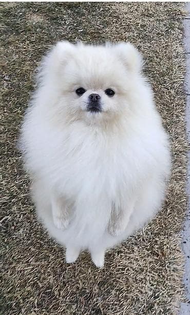 шпицы цена: Шпиц, 3 месяца, Самец, С родословной — 4