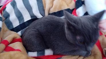 британская кошка бишкек: Британская короткошёрстная, 5 месяцев, Мальчик, Серый, Приучена к лотку — 1