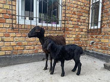 Үй жаныбарлары: Сатам | Ургаачы кой (ургаачы) | Көбөйтүү үчүн | Ургаачы — 6