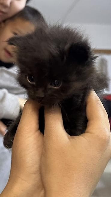 Отдам в добрые руки 7 очаровательных котят. Им уже больше месяца