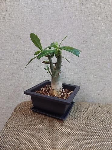 толстянка купить: Аденiums (Adenium obesum) – коллекционные суккуленты с каудексом — 8