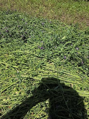 С/х животные и товары: 🌾 Продаю люцерну в тюках 🌾 🌾 Прессовать буду 12-13 июля🌾 ✅ Состояние — 5