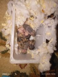 собака доберман сколько стоит: К раннему бронированию к новому году маленькие пушистые джунгарики — 2