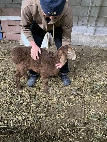 Животные: Продаю | Ягненок | Для разведения | Племенные — 2