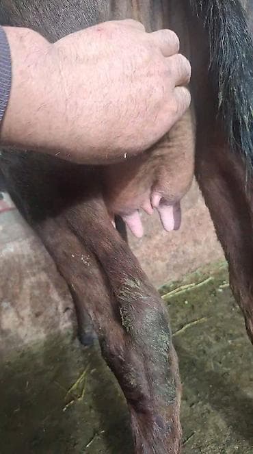 хара: Сатам | Уй (ургаачы) | Сүт алуу үчүн | Музоологондон кийин — 3