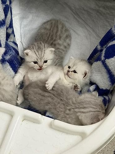 Шотландские котята, окрас серебристый с рисунком (shaded/tabby)