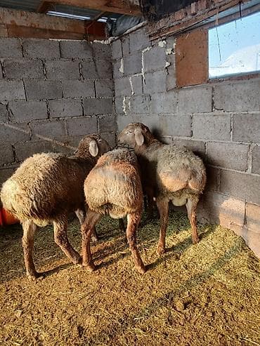 Зоотовары: Продаю | Овца (самка) | Для разведения — 7
