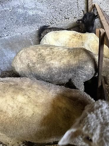 овцы романовские: Продаю | Овца (самка) | Для разведения | Племенные — 1