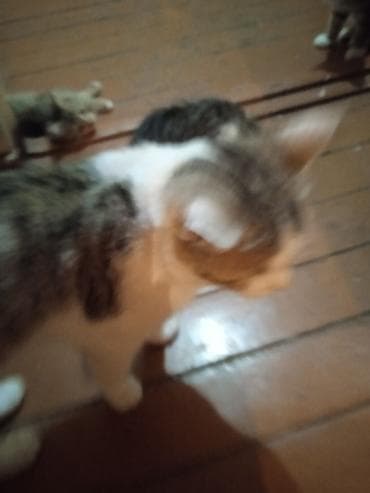 животные кошка: Котята и молодые кошки разных окрасов бесплатно - Домашние котята из — 7