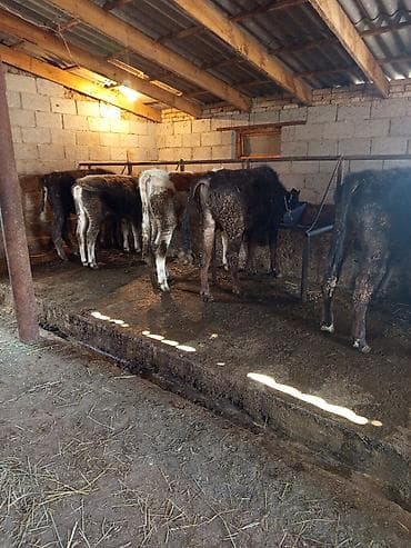 Продаю | Бык (самец) | На откорм | Искусственник, Привязанные at lalafo.kg Продаю | Бык (самец) | На откорм | Искусственник, Привязанные