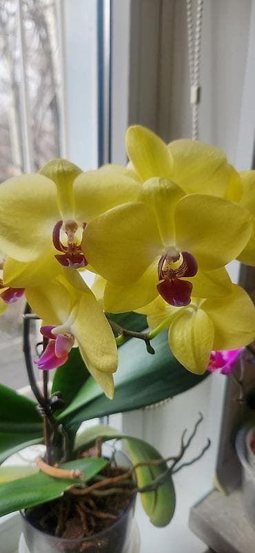 Орхидея фаленопсис в горшке Жёлтый 1500,домашнее цветение пересажен в at lalafo.kg Орхидея фаленопсис в горшке Жёлтый 1500,домашнее цветение пересажен в