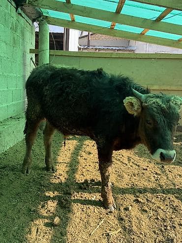 Башка жаныбарлар: Сатам | Бука (эркек) — 1