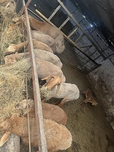 Айыл-чарба жаныбарлары: Сатам | Ургаачы кой (ургаачы), Козу, Кочкор (эркек) | Көбөйтүү үчүн — 2