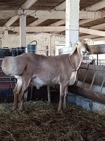 супер кот: Продаю | Баран (самец) | Арашан | Для разведения | Осеменитель — 3