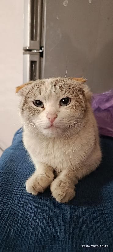 Отдадим котят в хорошие руки к лотку приучены кушают все что дадим