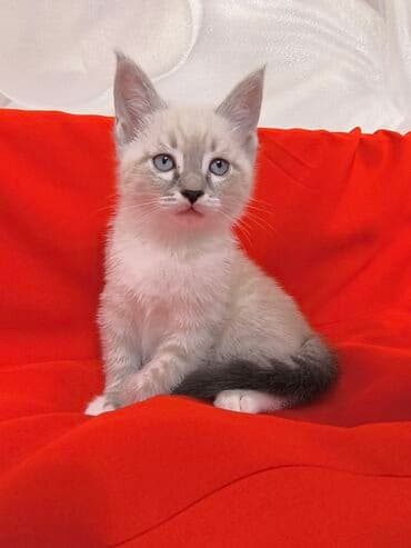 отдам в добрые руки: Сибирь, 1 айлык, Эркек, Лотокко барууга үйрөтүлгөн — 7