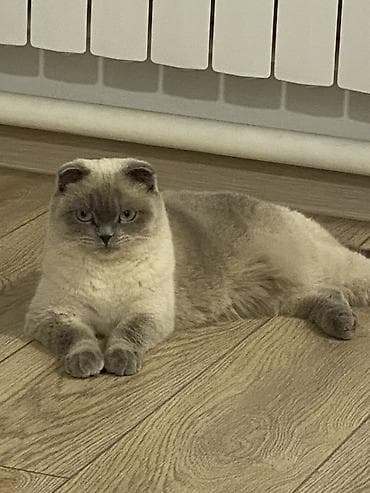 шотланская кошка: Скотиш Фолд (Шотландская вислоухая), 2 года, Девочка, Серый, Кастрирована, Приучена к лотку, Проглистована — 1