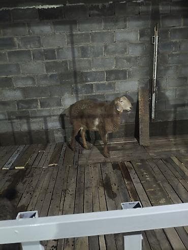 кобыла жеребая: Продаю | Овца (самка) | Для разведения | Ярка — 3