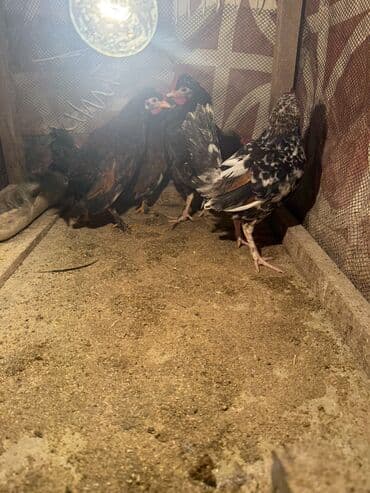 соль для животных: Цыплята осенние последние карликовые бентамки остались только петухи 5 — 4