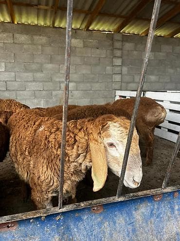 милые животные: Продаю | Баран (самец) | Для разведения | Племенные — 2