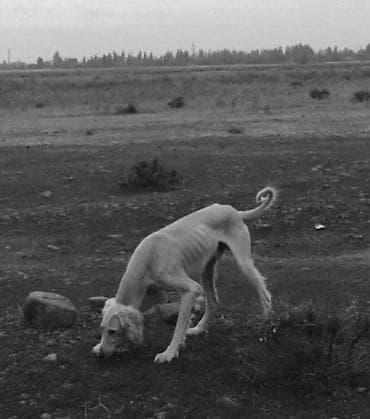 охотничий сабака дратхар: 1 год, Самец — 1