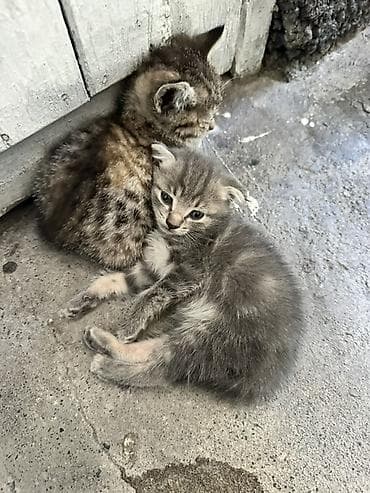 Животные: Кошка даром: Беспородная, 2 месяца, Девочка — 1