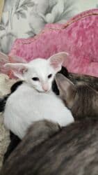 купить породистых котят: Ориентальная, 2 месяца, Мальчик, Белый, Приучена к лотку, Проглистована, С документами — 7