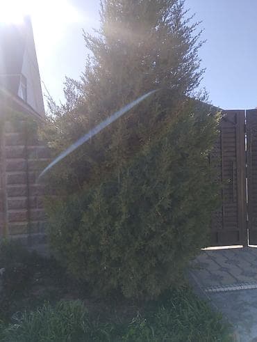 сосновая кора: Вечнозелёное хвойное дерево для ландшафта - Порода: можжевельник — 2