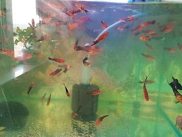 Балыктар: Срочно продаю рыбок и аквариум с комплектом — 6