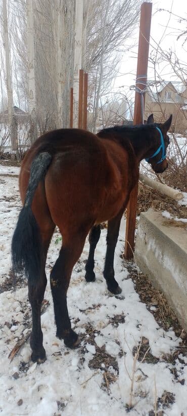 Другие животные: Продаю | Жеребенок | Рабочий — 2