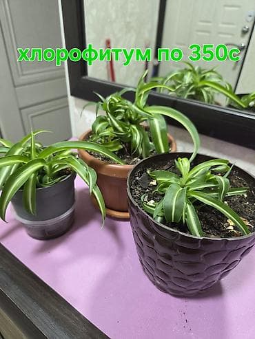 хлорофитума: Комнатные растения в горшках: - Хлорофитум — по 350 с за растение — 1