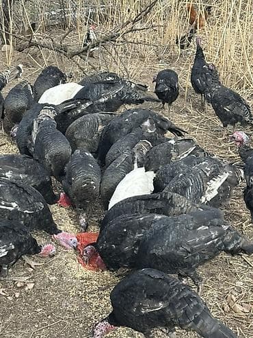 кыргыз довот ит: Сатам | Ургаачы күрп (ургаачы), Эркек күрп | Көбөйтүү үчүн | Асыл тукумдуу — 6