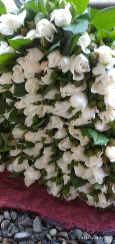 диваны турецкой: Роза кочоттор сатылат количество не ограничено — 3